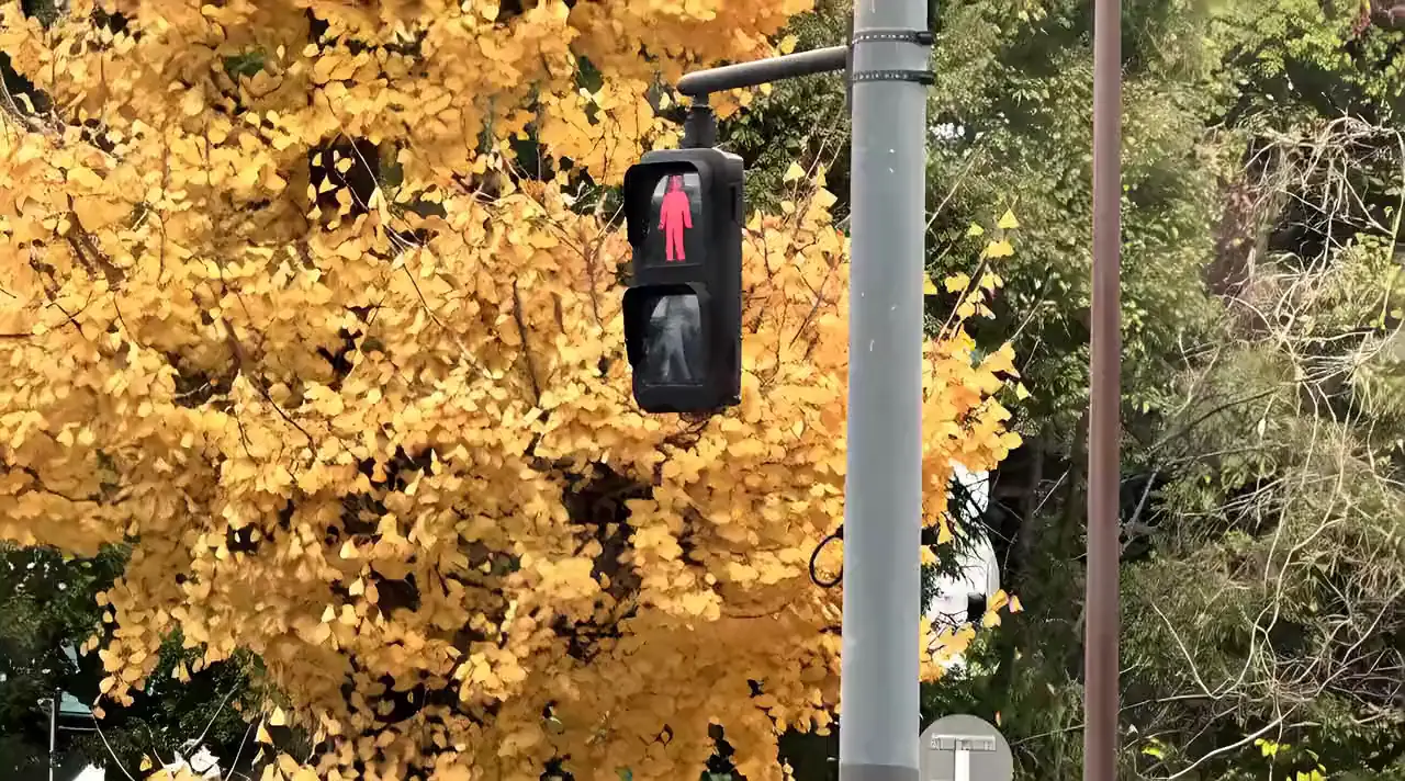 Ginkgo at the crossing