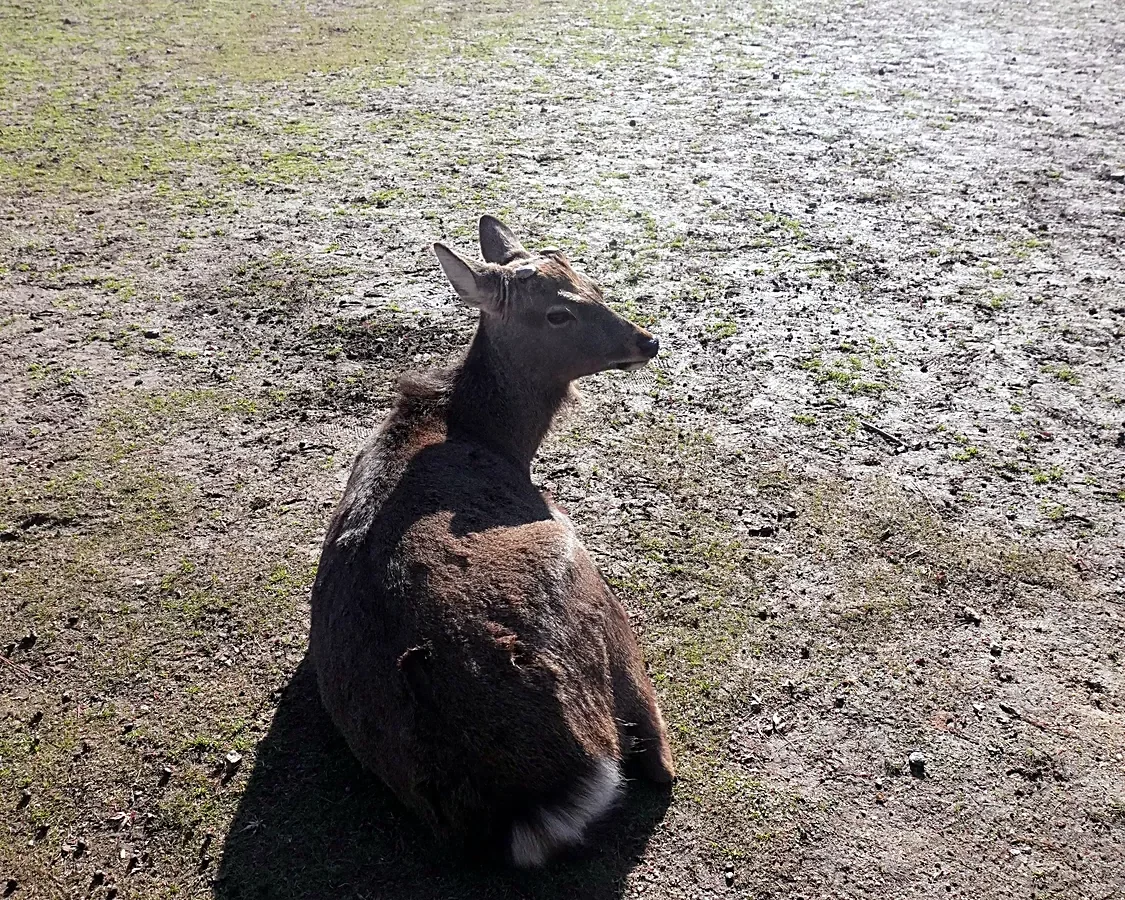 A Nara deer resting in Nara Park