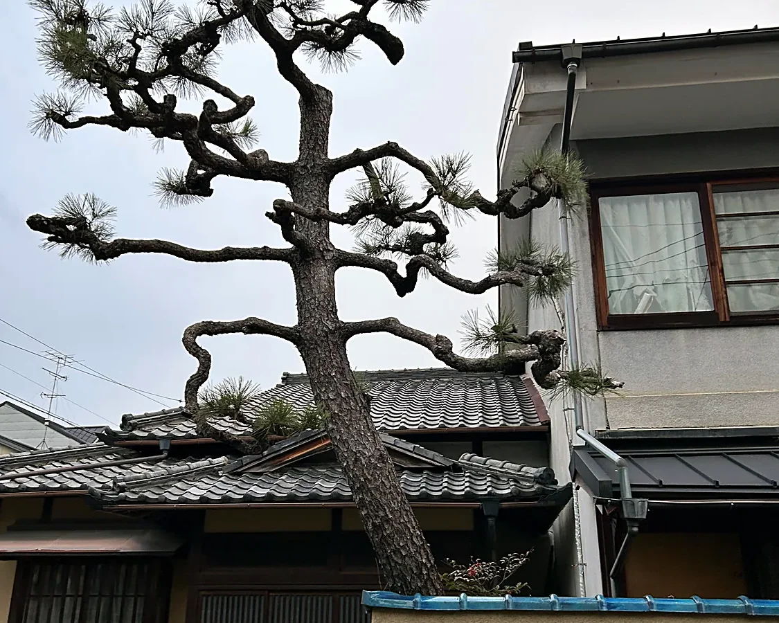 Pine and old townhouses, Arashiyama