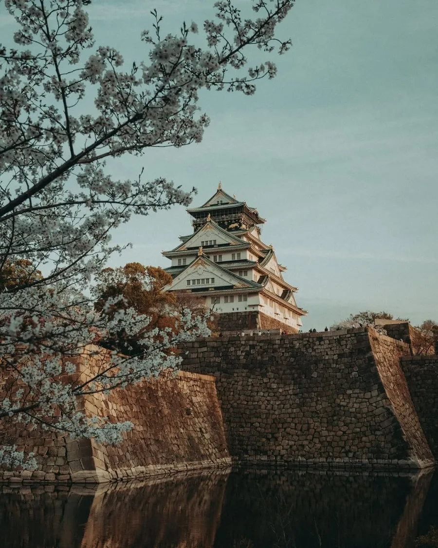 Osaka Castle above its moat walls, cherry blossom in front