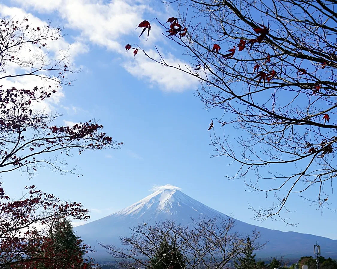 Mt Fuji through autumn maple branches, Fujiyoshida
